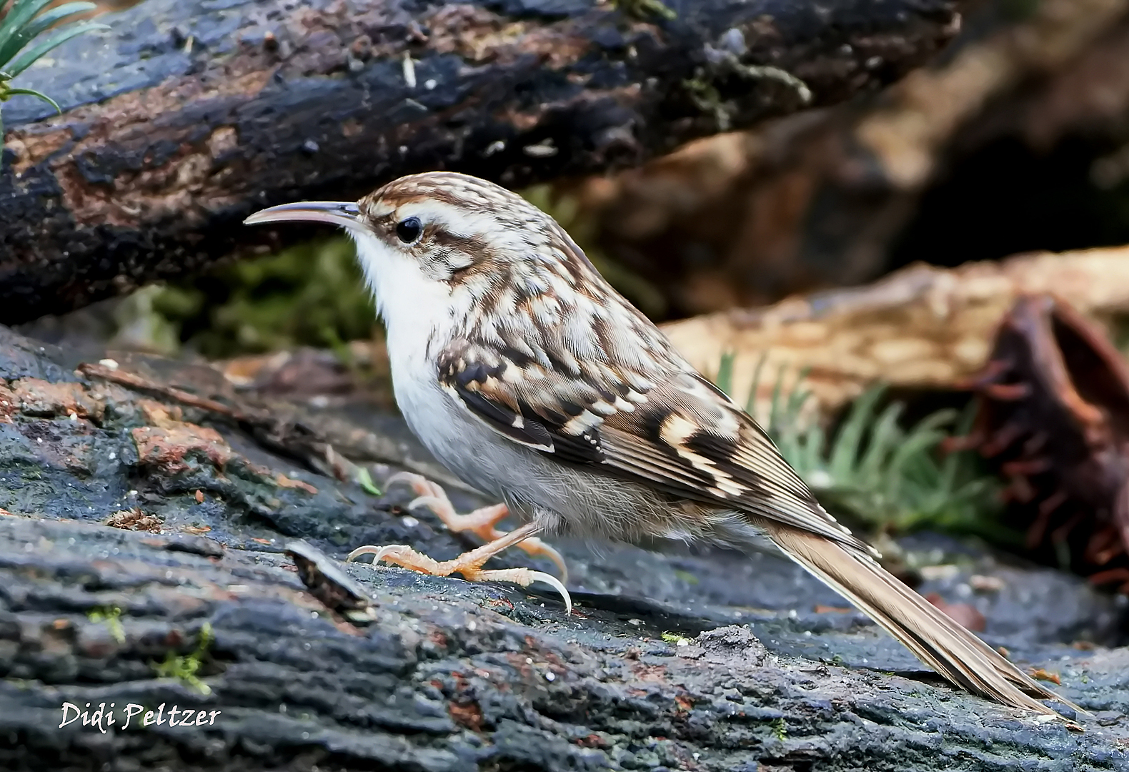 Ein scheuer (Wald-)Baumläufer an der Futterstelle ...