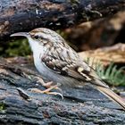 Ein scheuer (Wald-)Baumläufer an der Futterstelle ...