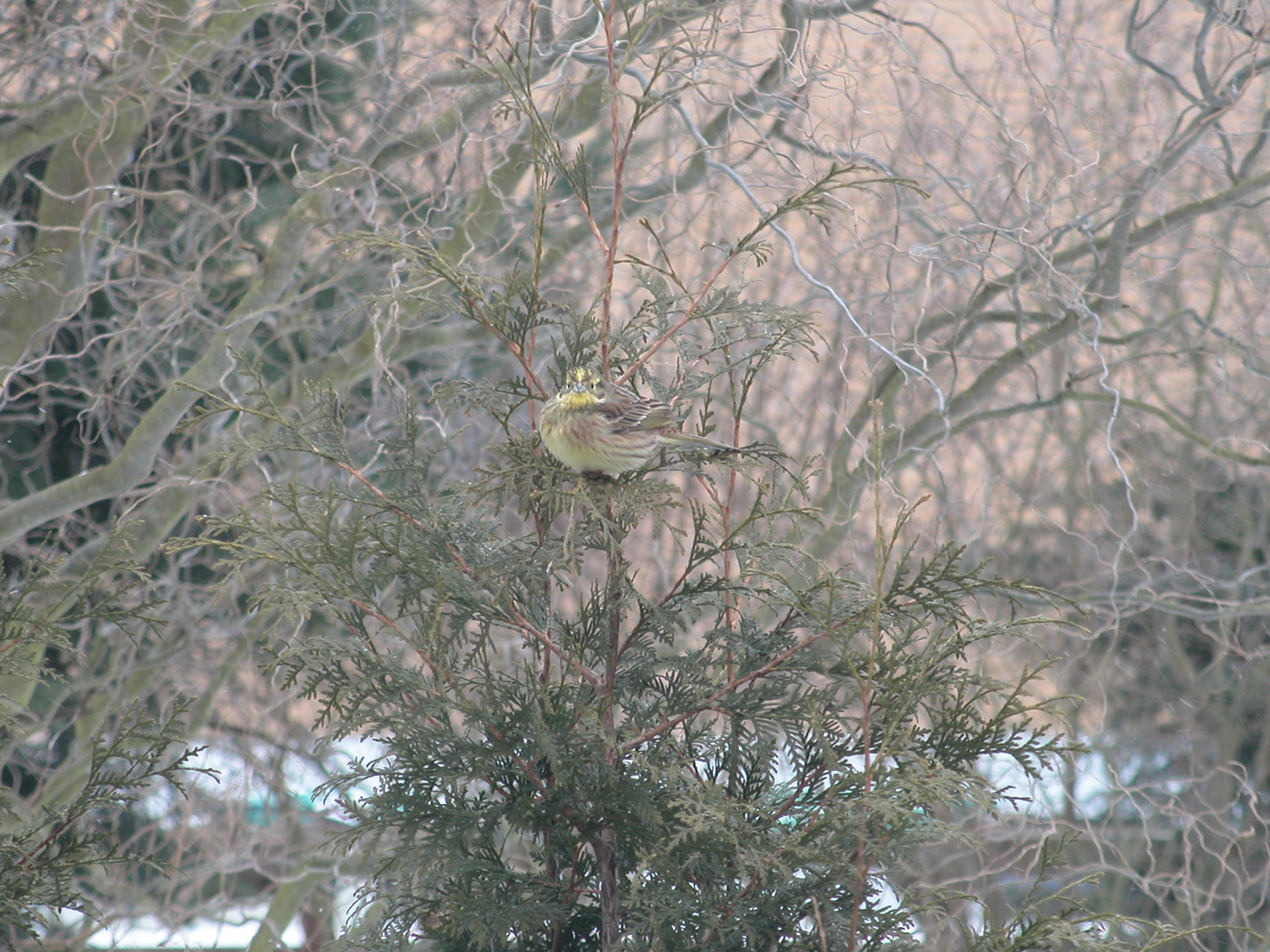 Ein scheuer Wintergast am Futterplatz