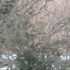 Ein scheuer Wintergast am Futterplatz