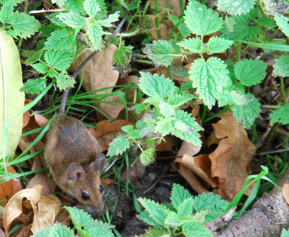 ein scheues Feldmäuschen im Herbstlaub