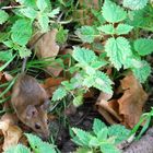 ein scheues Feldmäuschen im Herbstlaub