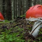 Ein schickes Pärchen in ROT