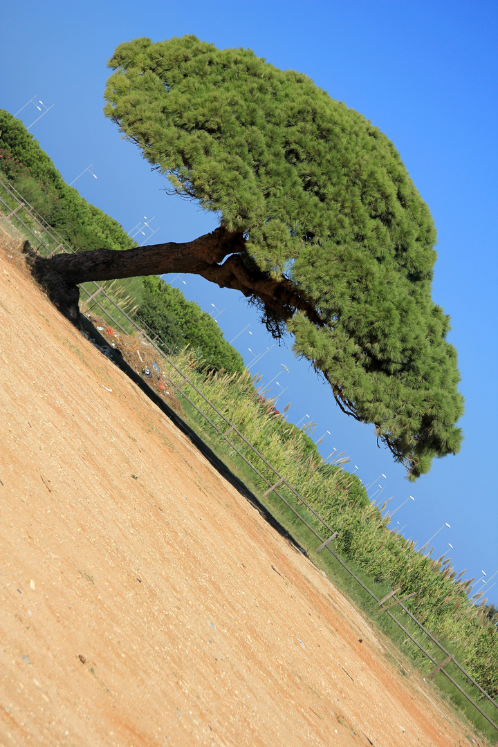 Ein schiefer Baum an der Costa de la Luz 