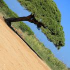 Ein schiefer Baum an der Costa de la Luz 