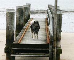 Ein Schiff wird (hoffentlich )kommen