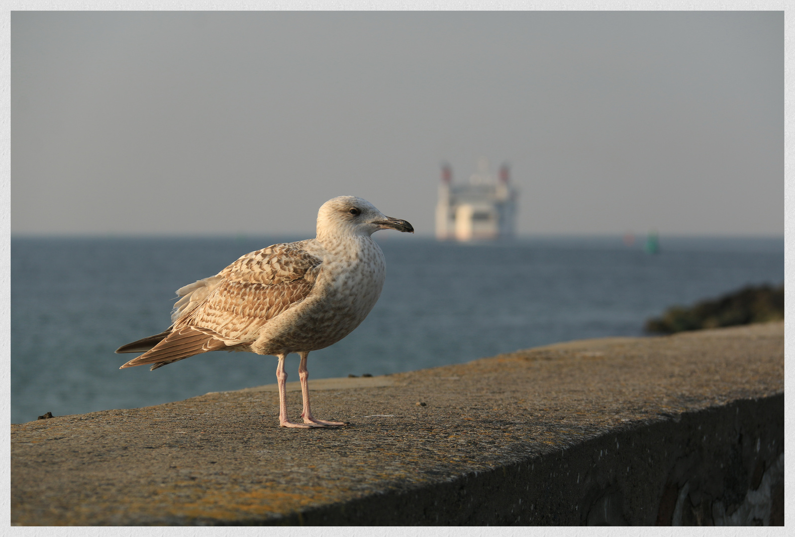 Ein Schiff wird kommen!