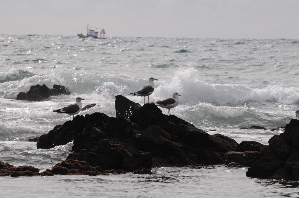 Ein Schiff wird kommen