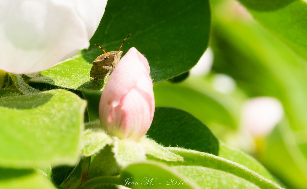 Ein Schildkäfer an einer Quittenblüte