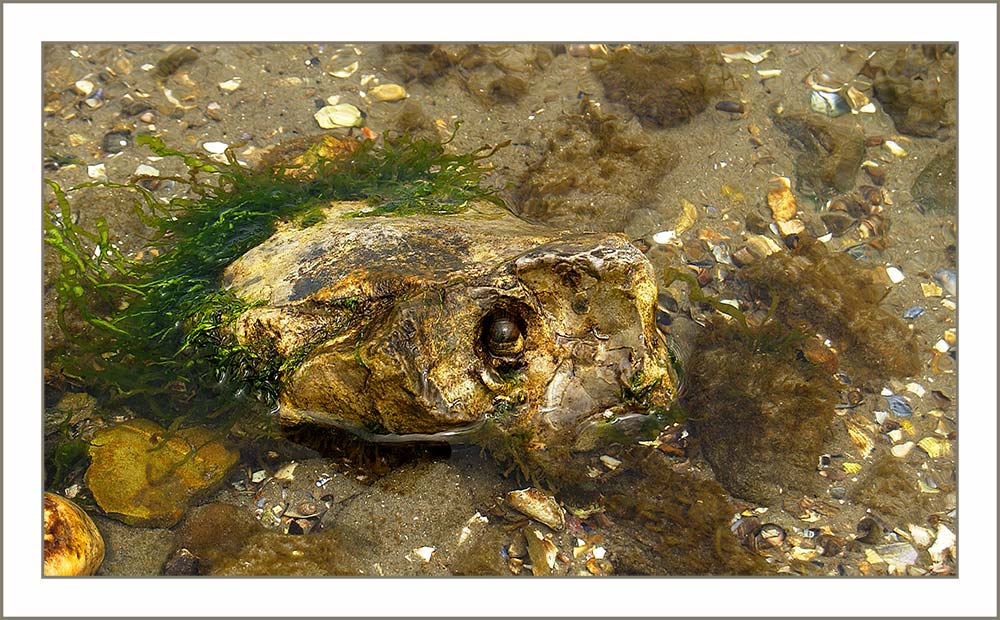 ... ein Schildkröten-Kopf aus Kieselstein mit Algenbewuchs ...