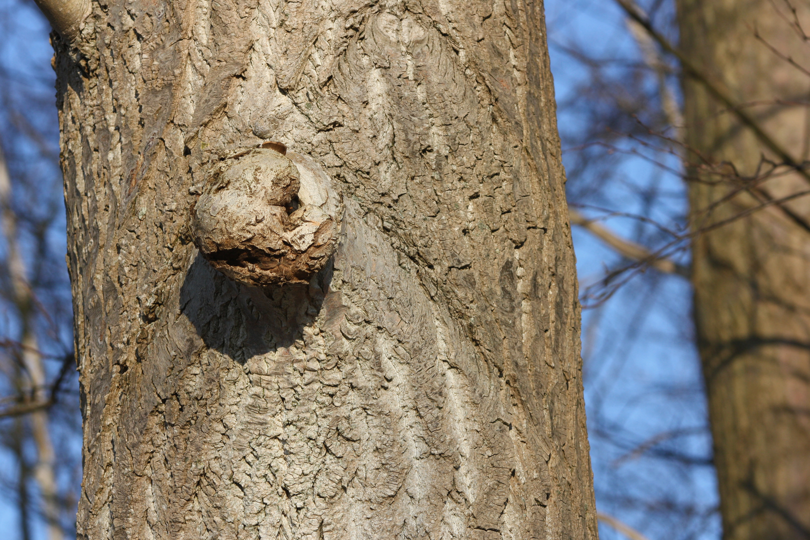 Ein Schildkrötenkopf am Baum?????