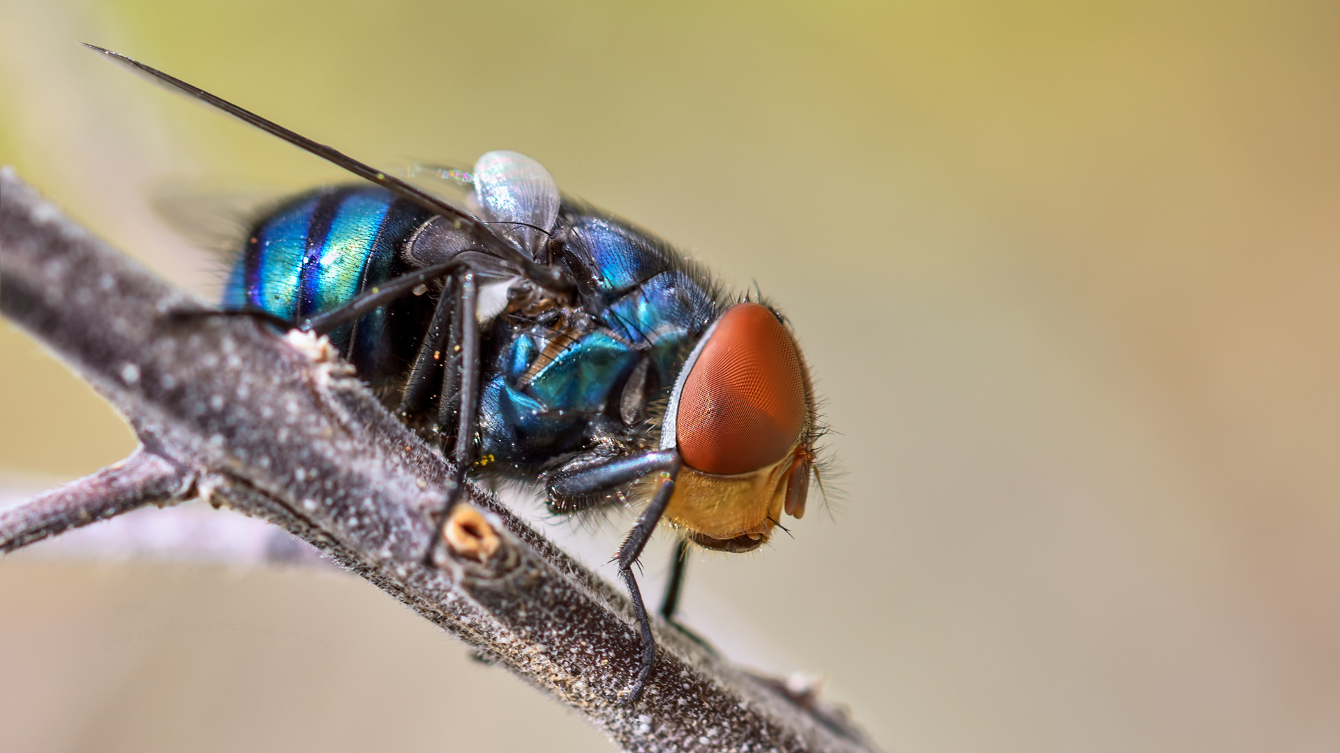 ein "schillernde" Fliege