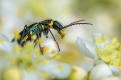 ein schillernder Besucher