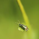 Ein schillernder Gast auf dem Gras