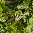 Ein schillerndes Juwel - auch wenn es "nur" ein Moschuskäfer ist