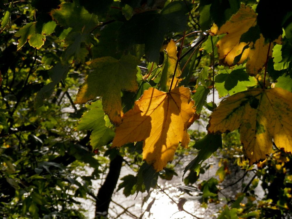 Ein Schimmer von Herbst