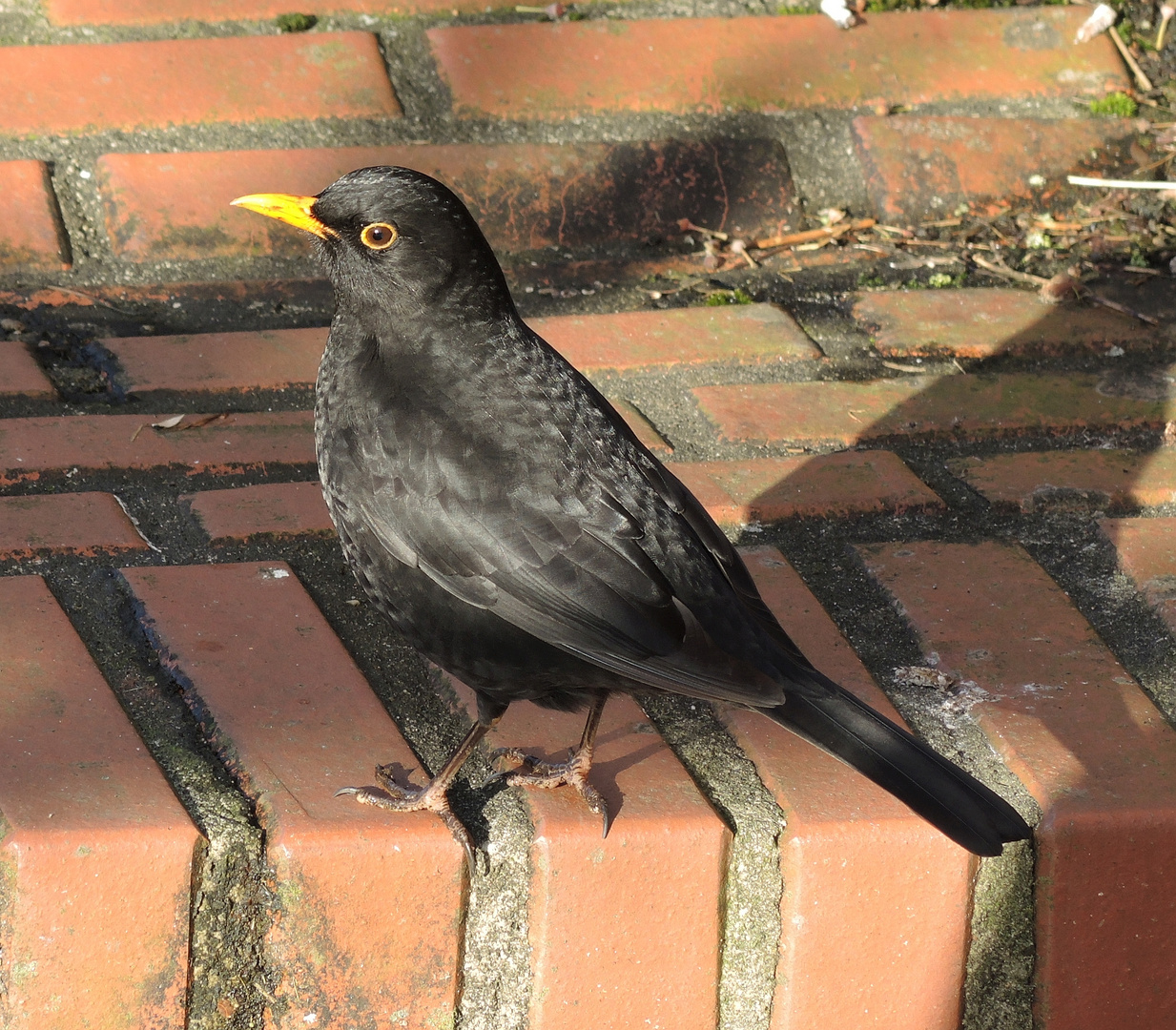 Ein schimpfender Raufbold in unserem Garten Foto & Bild tiere