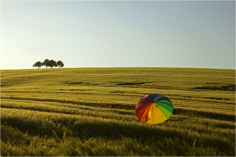 ..ein Schirm im Kornfeld....