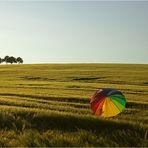 ..ein Schirm im Kornfeld....