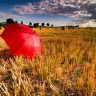 Ein Schirm im Kornfeld