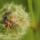 Ein Schirmchen für den Käfer ...