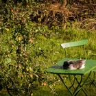 Ein Schläfchen im Garten