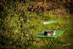 Ein Schläfchen im Garten