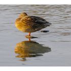 Ein Schläfchen in der Abendsonne und das auf einem Bein