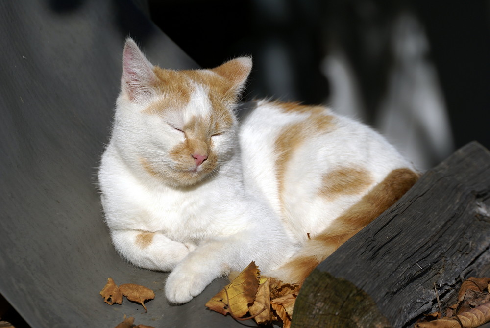 Ein Schläfchen in der Herbstsonne