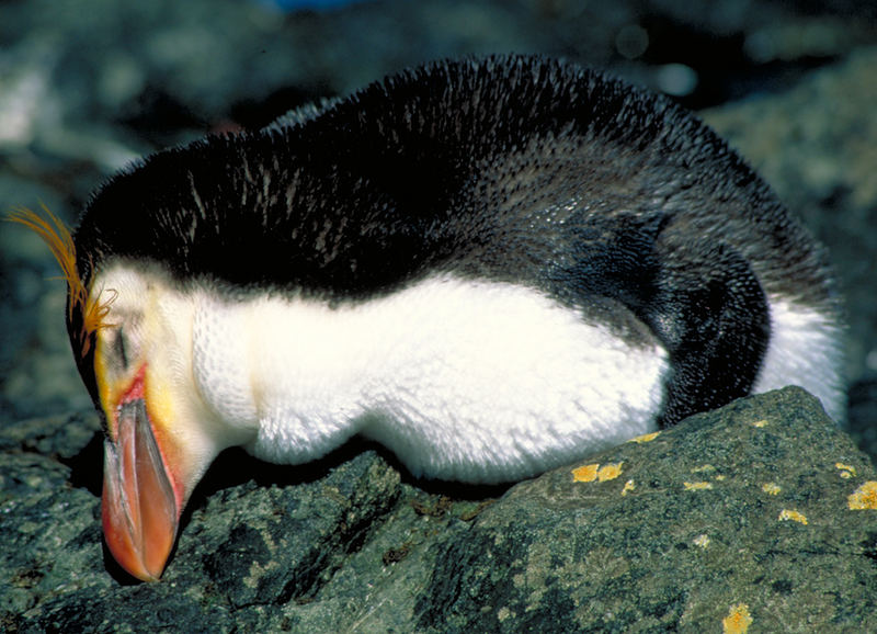 Ein Schläfchen in Ehren kann man auch einem Pinguin nicht verwehren