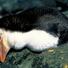 Ein Schläfchen in Ehren kann man auch einem Pinguin nicht verwehren