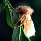 Ein schlafender Ampfer-Wurzelbohrer