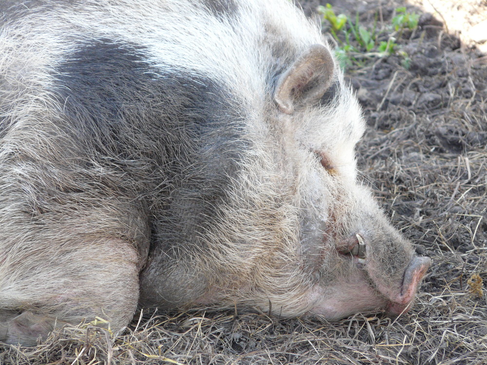 Ein schlafendes Schwein