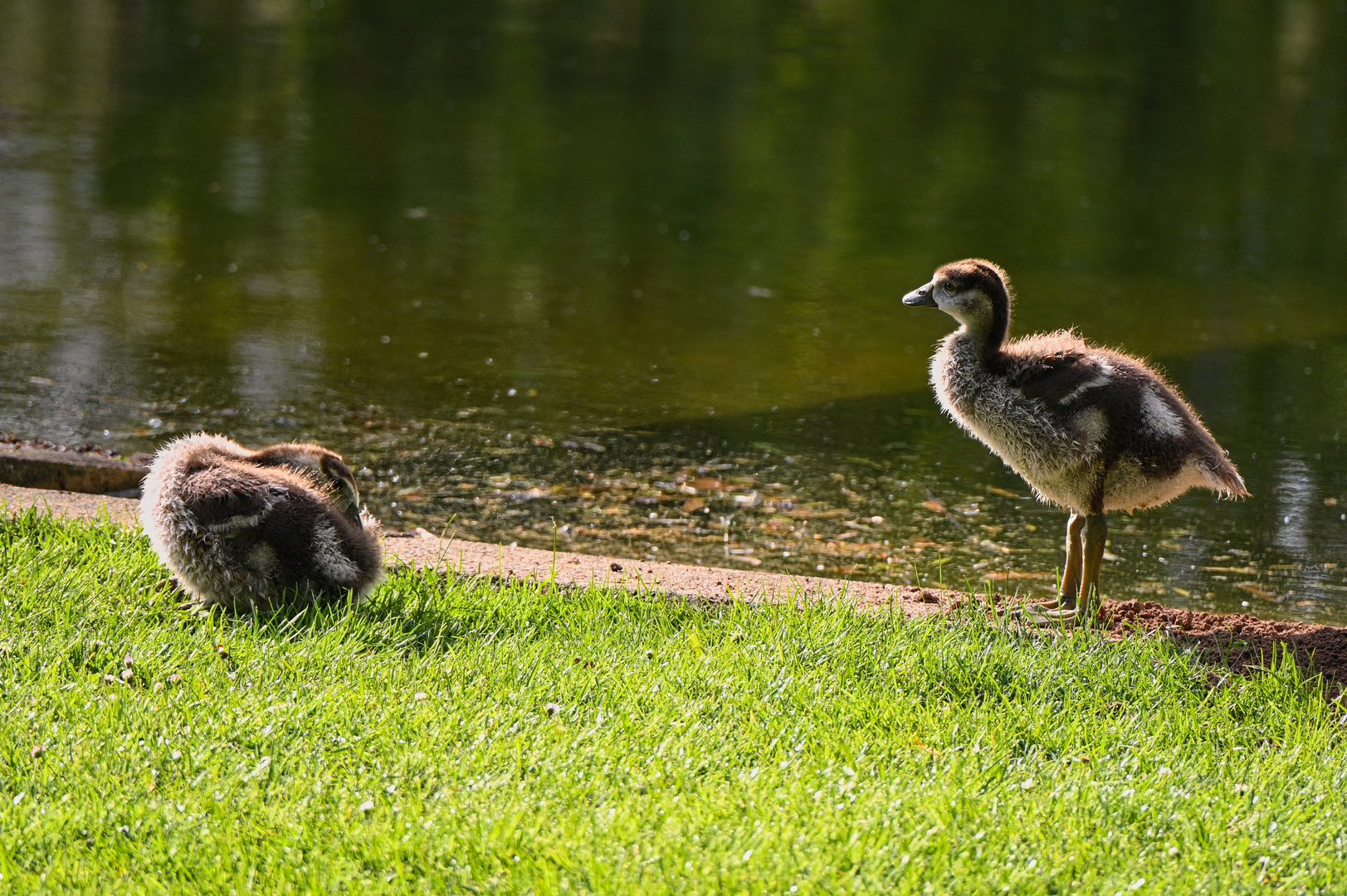 ein schlafendes und ein wachendes Nilgans-Küken