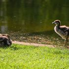 ein schlafendes und ein wachendes Nilgans-Küken