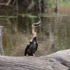 Ein Schlangenhalsvogel  