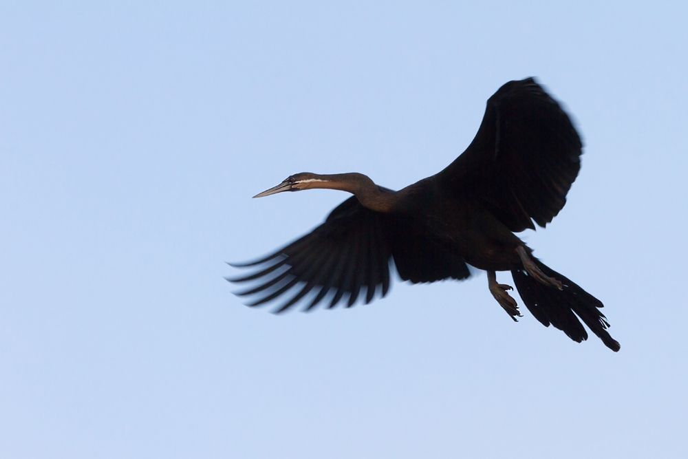 Ein Schlangenhalsvogel über dem Lake Kariba