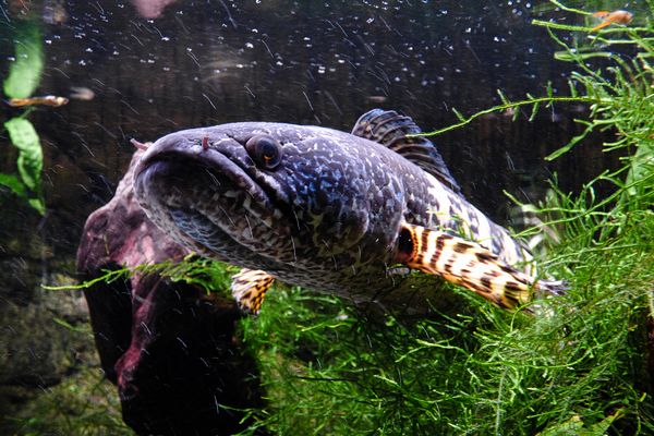 Ein Schlangenkopffisch...