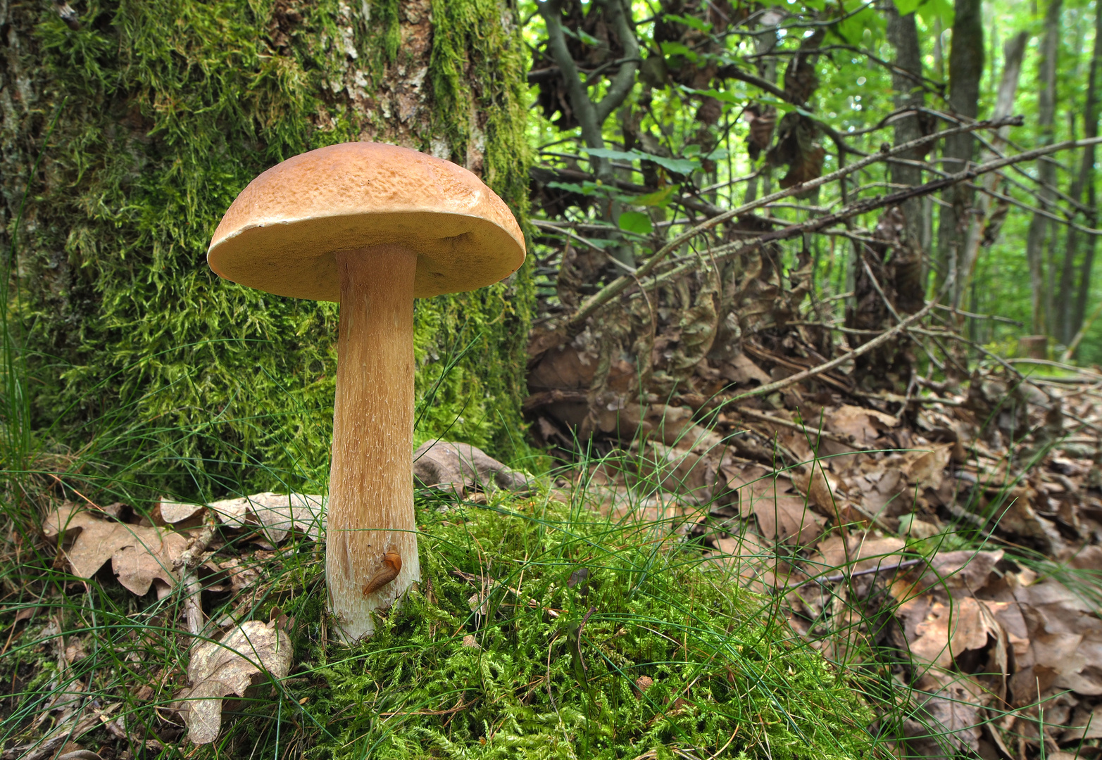 Ein schlanker Steinpilz