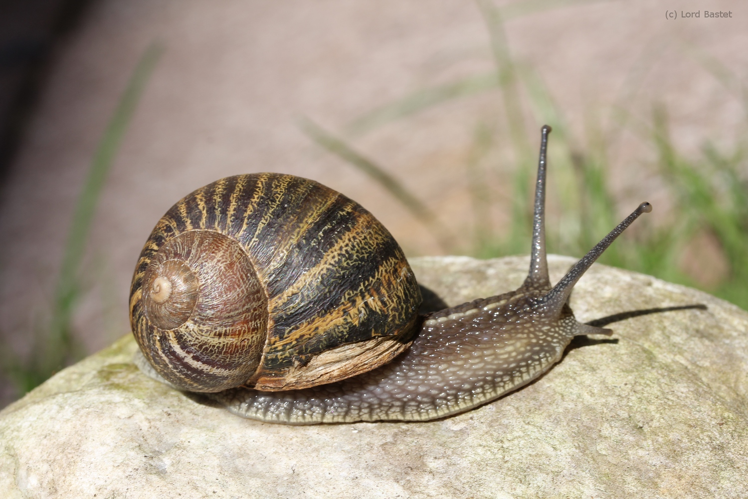 ein Schleimer mit defektem Fundament