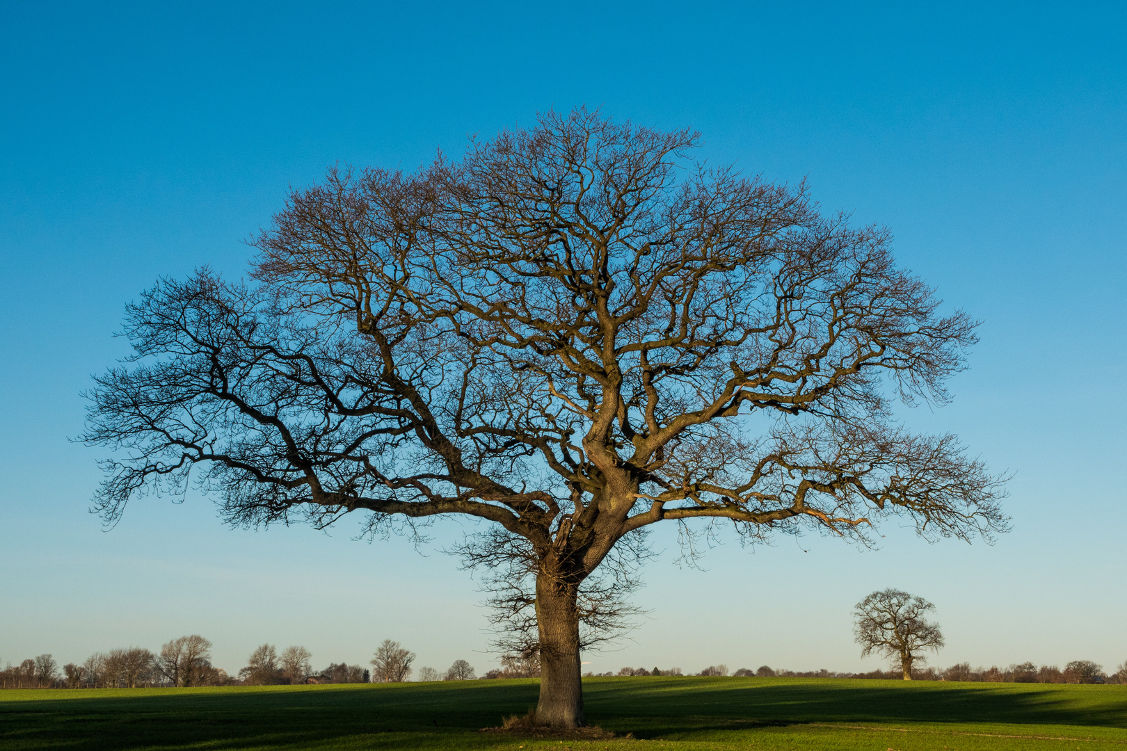 Ein schlichter Baum