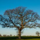 Ein schlichter Baum