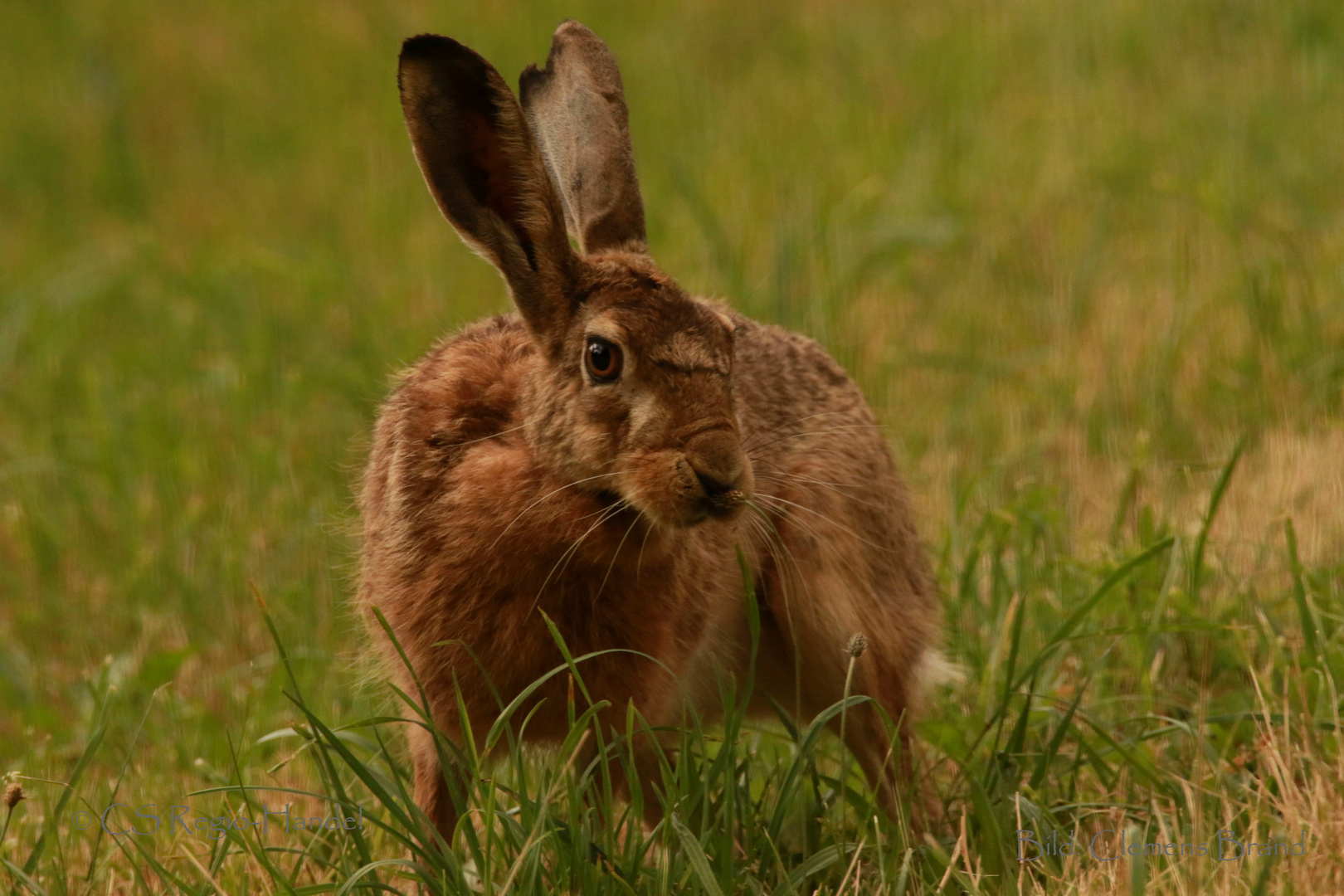 Ein Schlitzohr dieser Hase