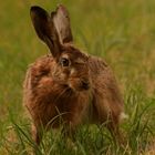 Ein Schlitzohr dieser Hase