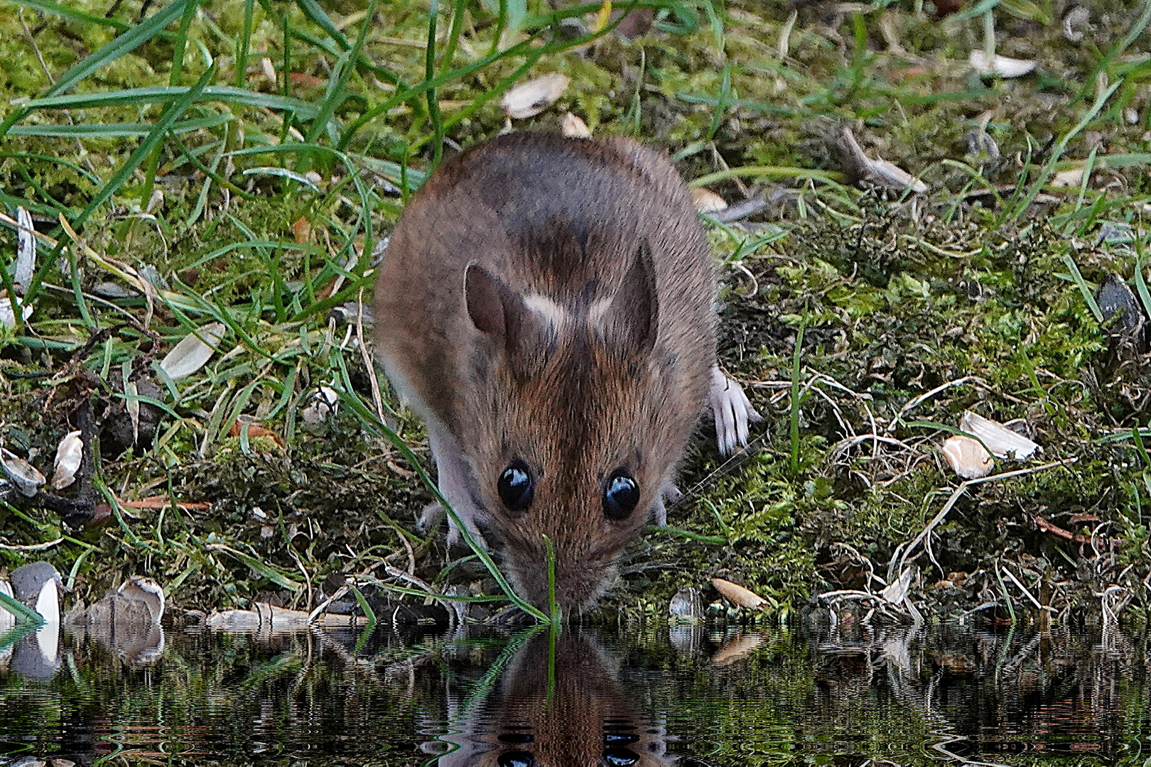 ein Schluck aus dem Teich