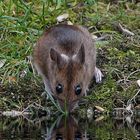 ein Schluck aus dem Teich