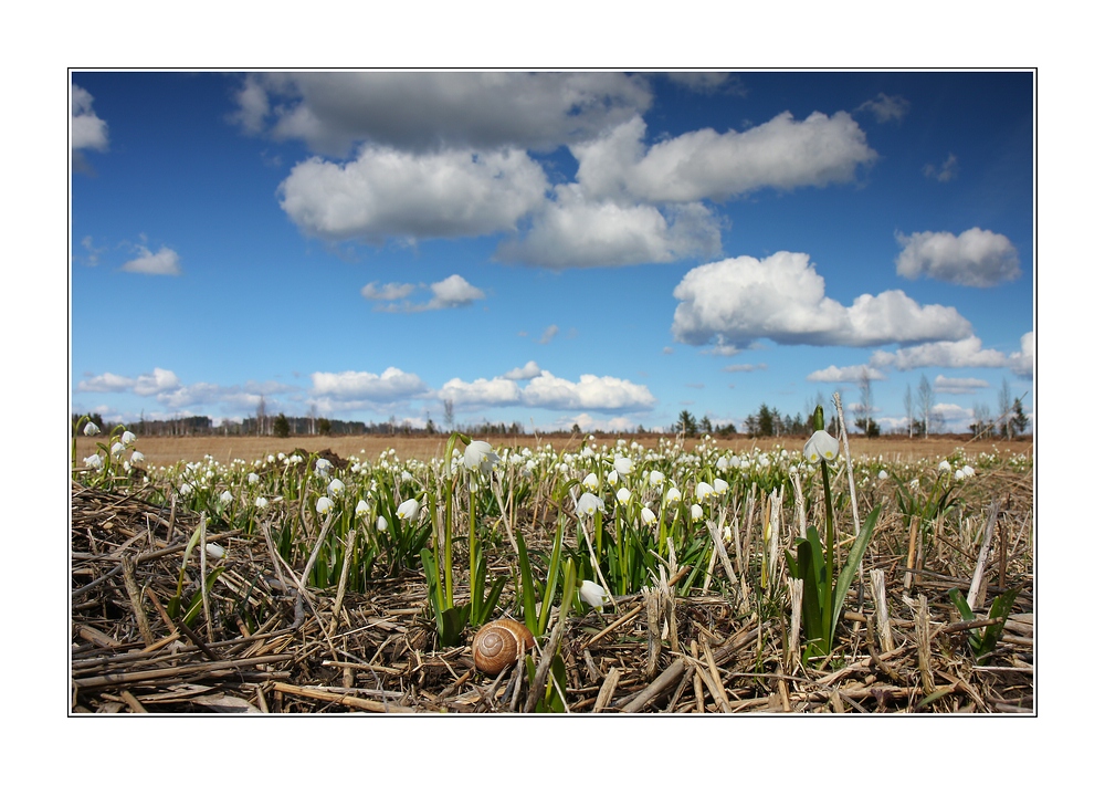 ~ Ein Schluck Frühling aus dem Märzenbecher ~