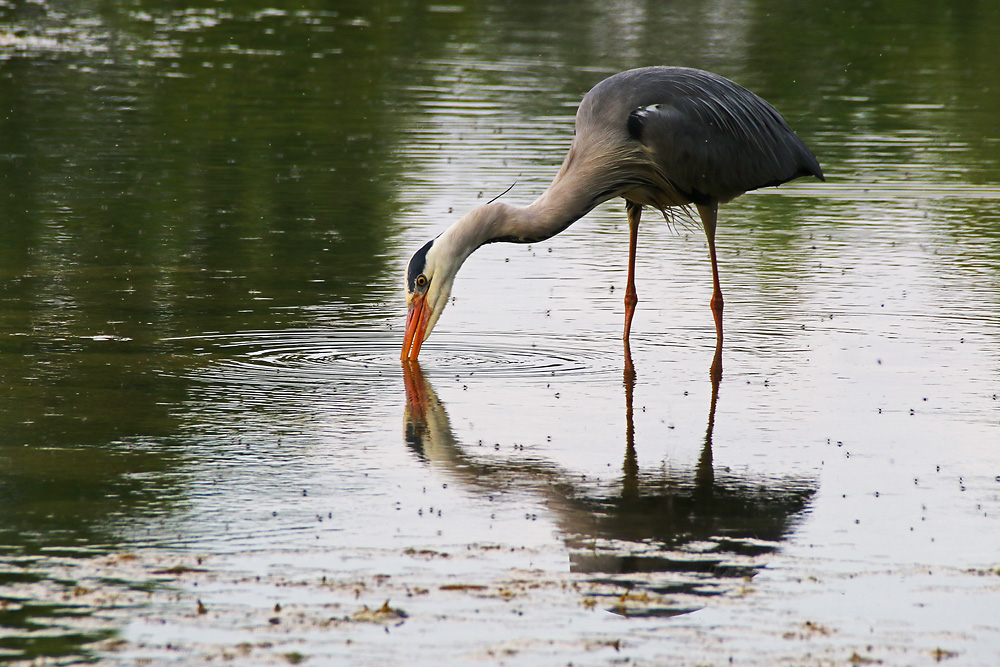 ein Schluck Wasser