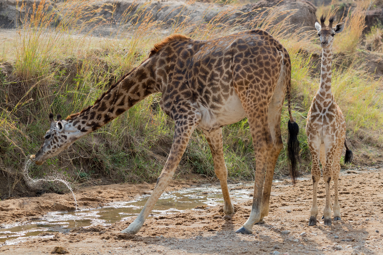 Ein Schluck Wasser in der Kurve Foto & Bild tiere, wildlife, giraffen Bilder auf Ein Schluck Wasser in der Kurve Foto & Bild tiere, wildlife, giraffen Bilder auf