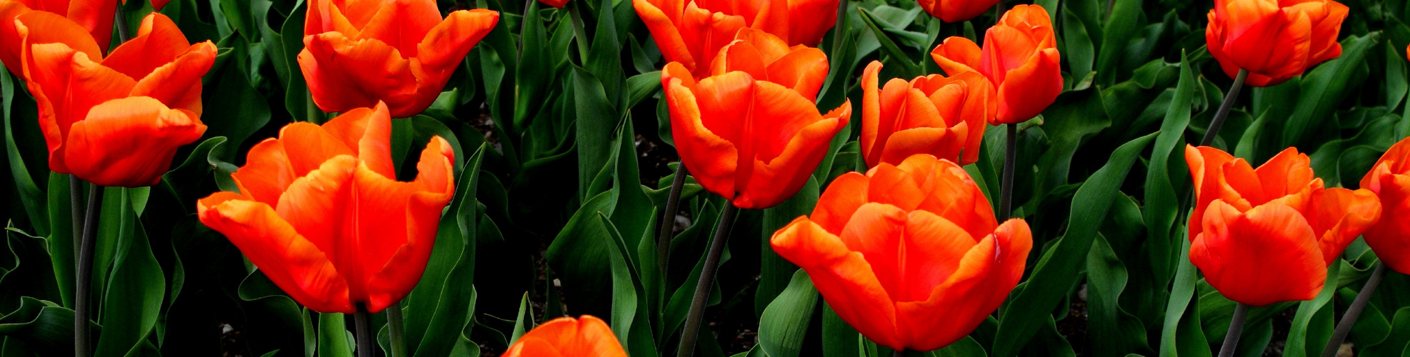 Ein schmaler Streifen Frühling.(2)